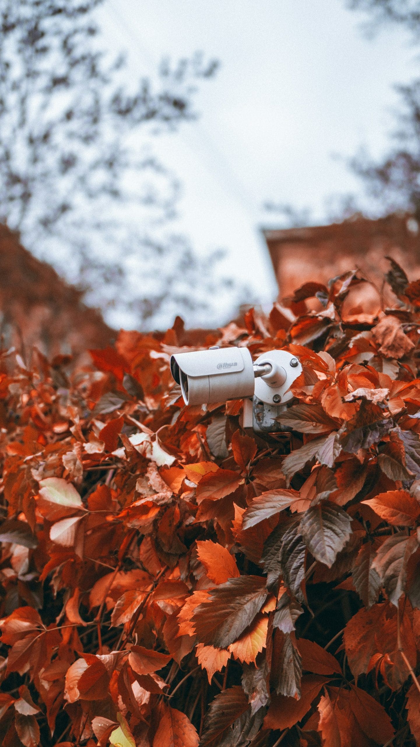 Camera on a wall surrounded by leaves