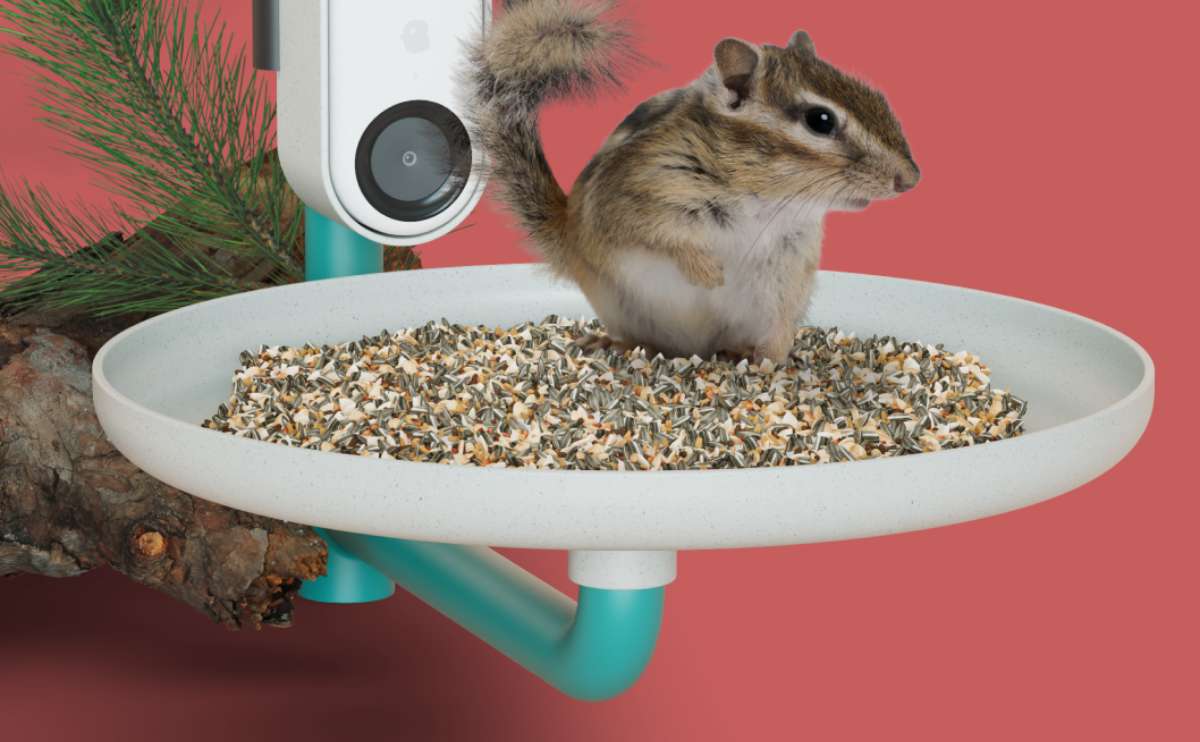 Bird Buddy's Smart Platform Feeder