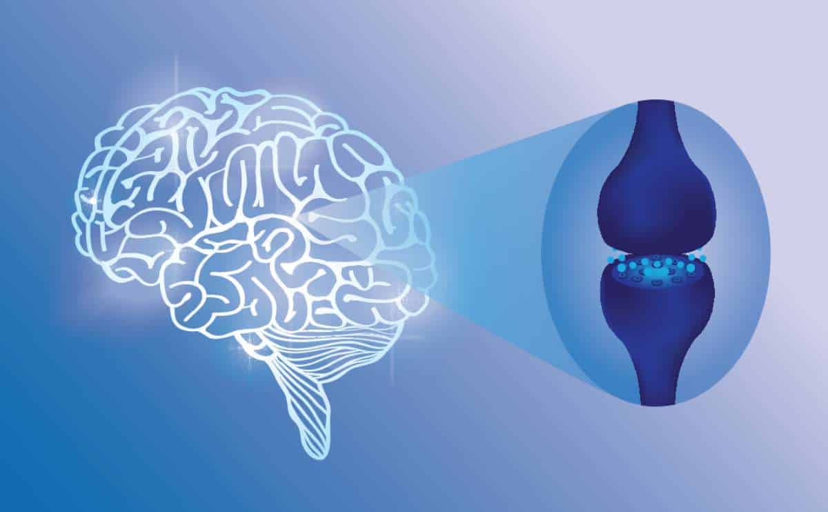 A brain and receptors showing endocannabinoid system.