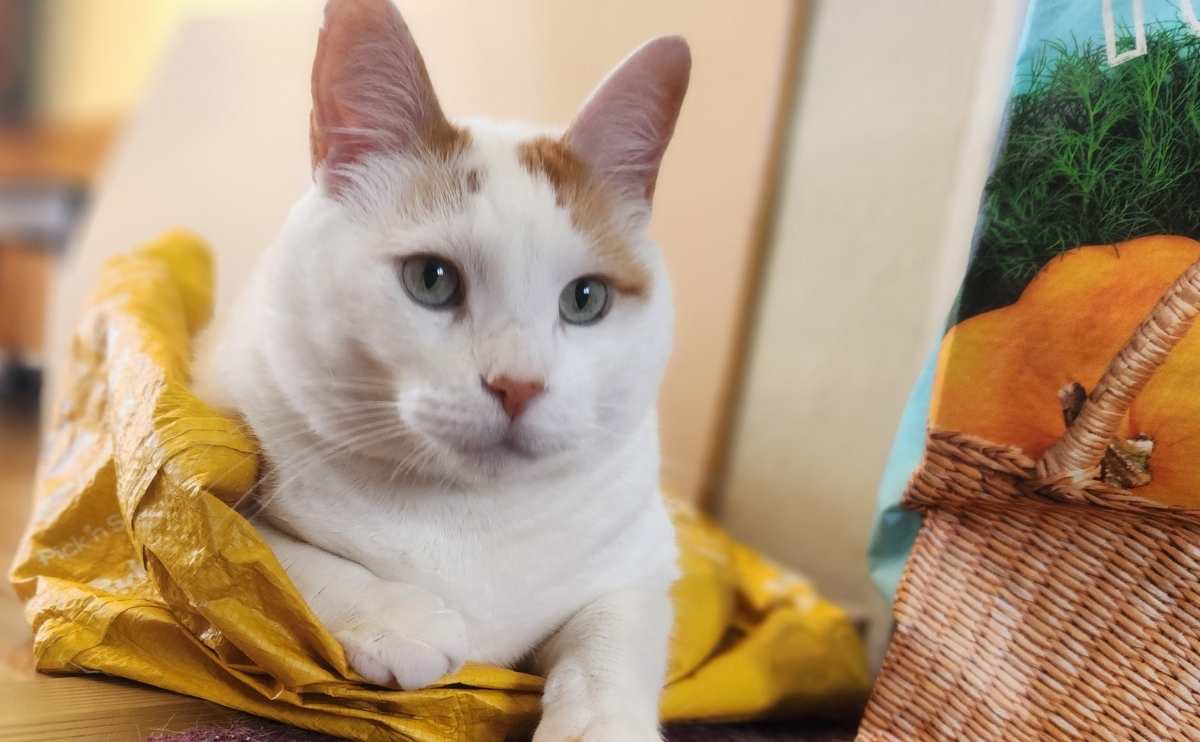 Cat sitting on top of a bag.