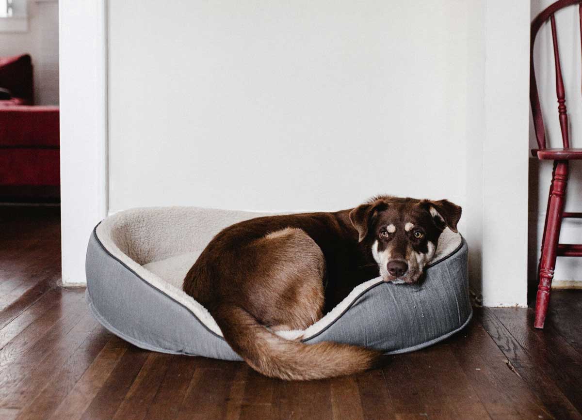 Cute brown dog in dob bed indoors