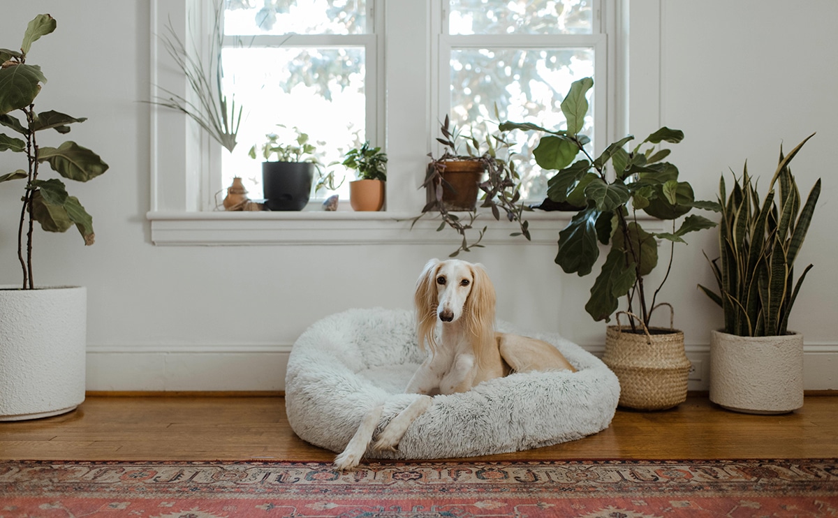 A large dog is sitting on a pet bed surrounded by potted plants in front of a sunny window.