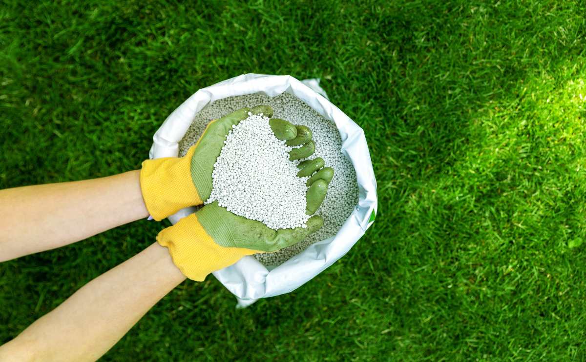 Hands feeding lawn with granular fertilizer for perfect green grass below overhead shot.