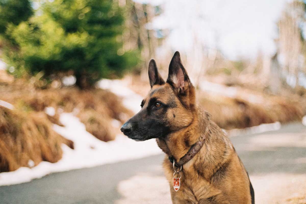 German shepherd looking left in front of a blurry background of a street with a tree and some snow.