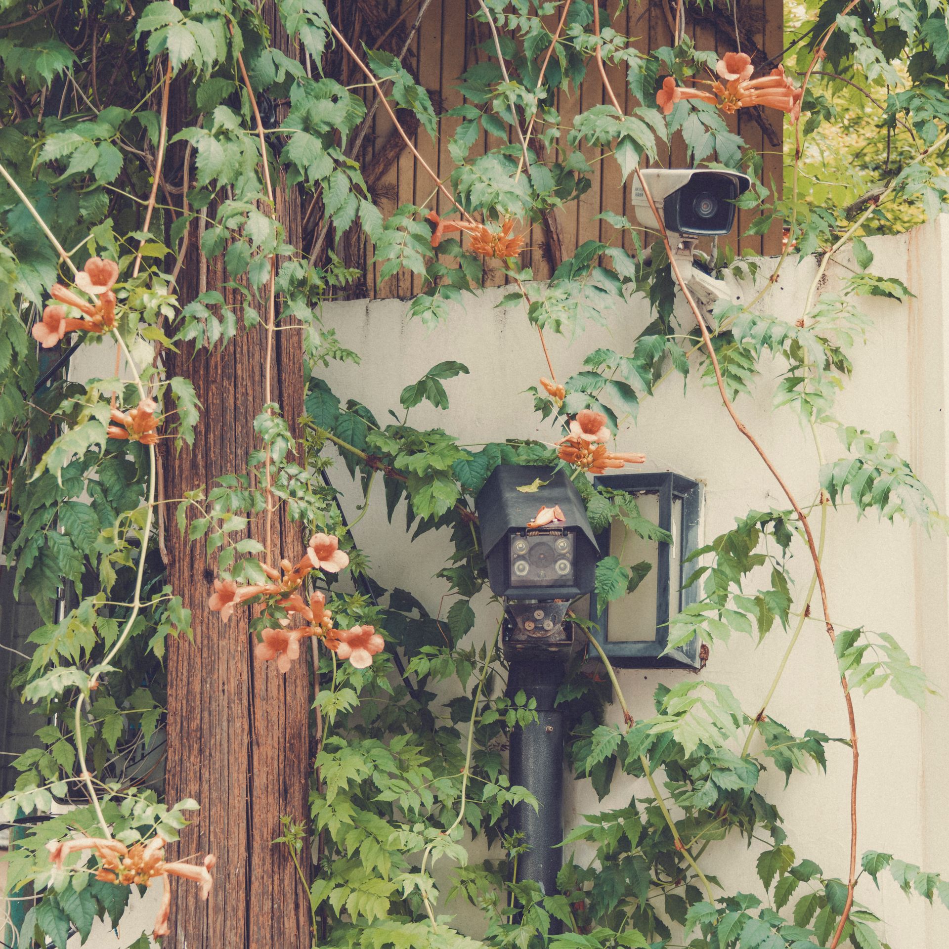 Security cameras camouflaged creeping vines