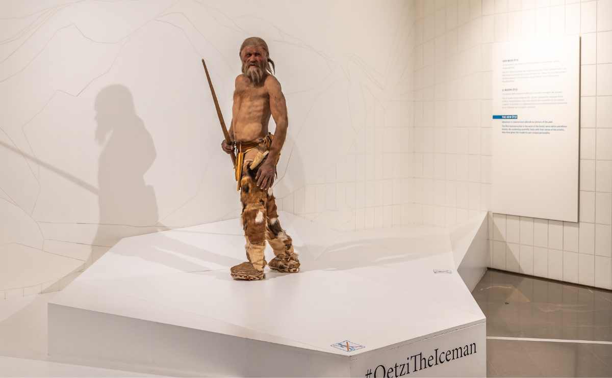 reproduction of oetzi the similaun man ice man in the south tyrol museum of archaeology in bolzano italy jpg