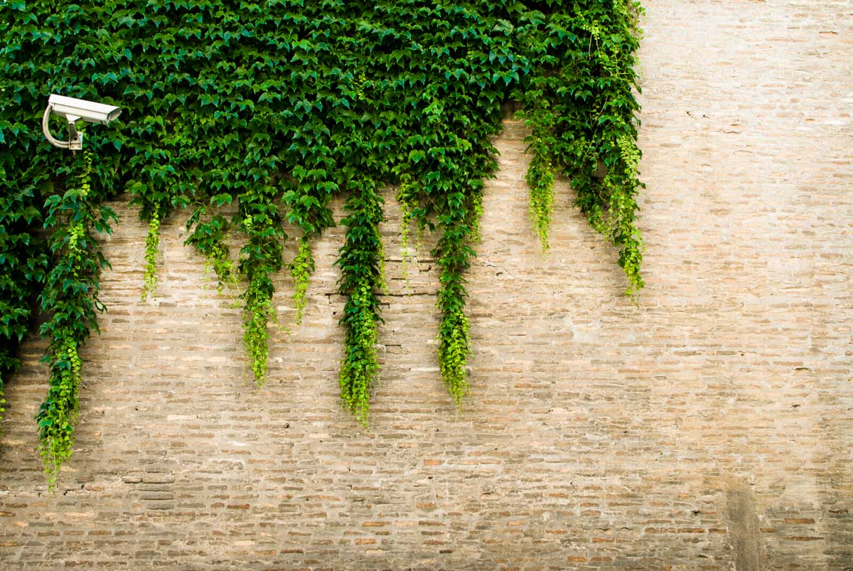 A white security camera mounted on a large outdoor brick wall covered in vines.