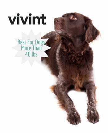Lab sitting next to Vivint logo