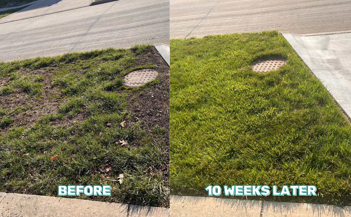 Sunday fescue rescue before and after.