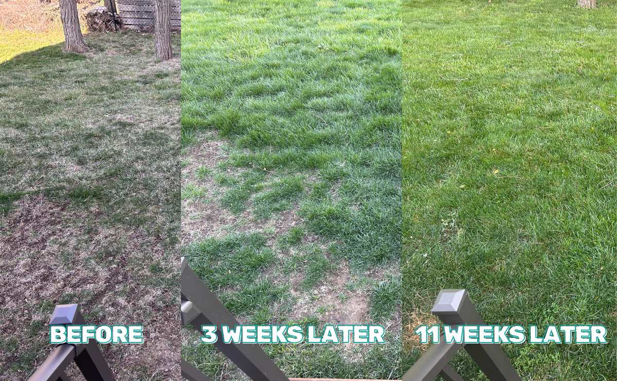 Sunday pet patch before and after.