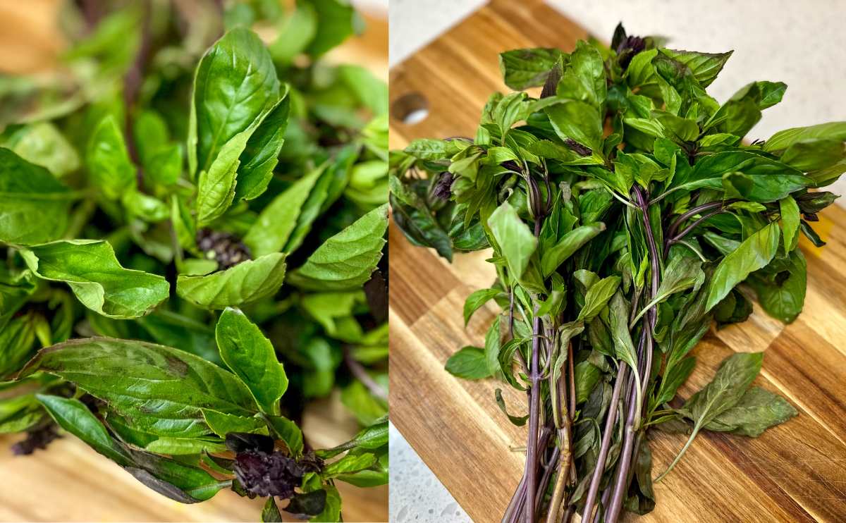 Sweet basil leaves up close.