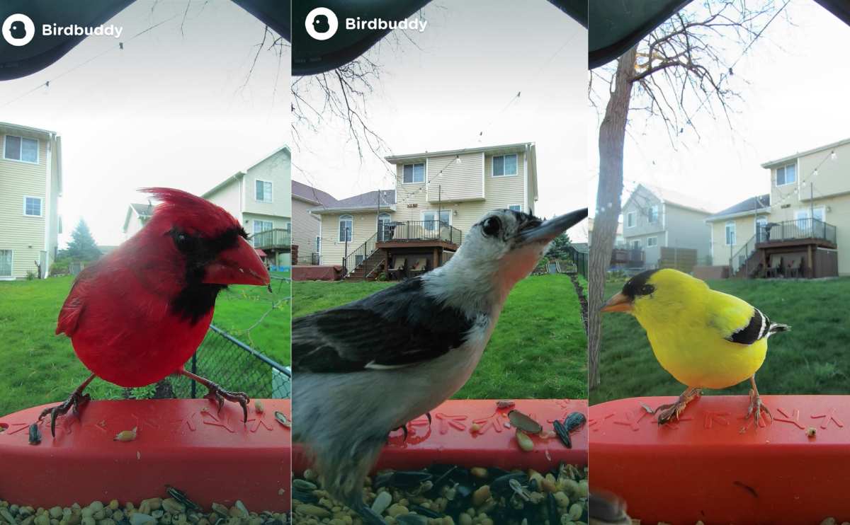 Three little birds in bird buddy cam screenshots.