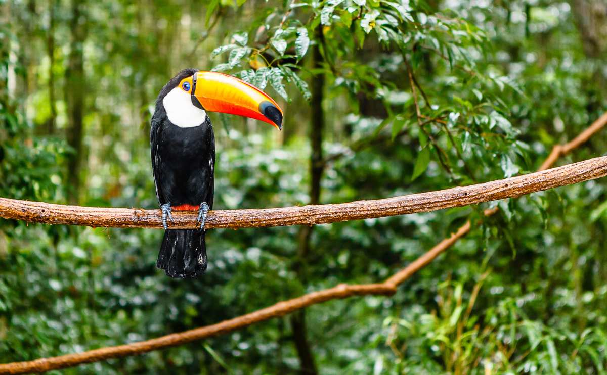 Toucan in Amazon rain forest with tree and foliage early in the morning after rain.