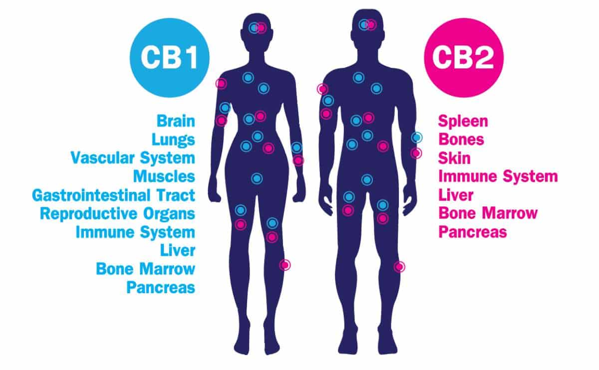 Two silhouettes with colored dots representing the locations of various CB1 and CB2 receptors in the human body. Blue dots show CB1 receptors in the brain, lungs, vascular system, muscles, gastrointestinal tract, reproductive organs, immune system, liver, bone marrow, and pancreas. Pink dots show CB2 receptors in the spleen, bones, skin, immune system, liver, bone marrow and pancreas.